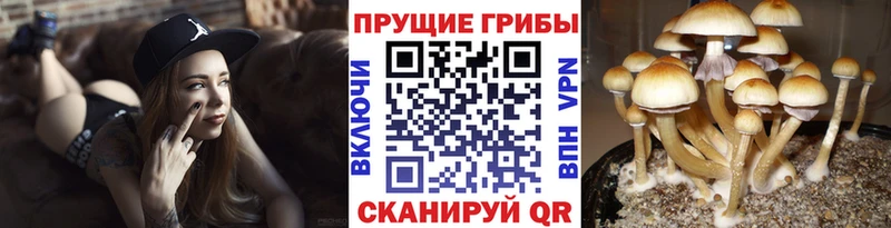 Псилоцибиновые грибы GOLDEN TEACHER Вилючинск